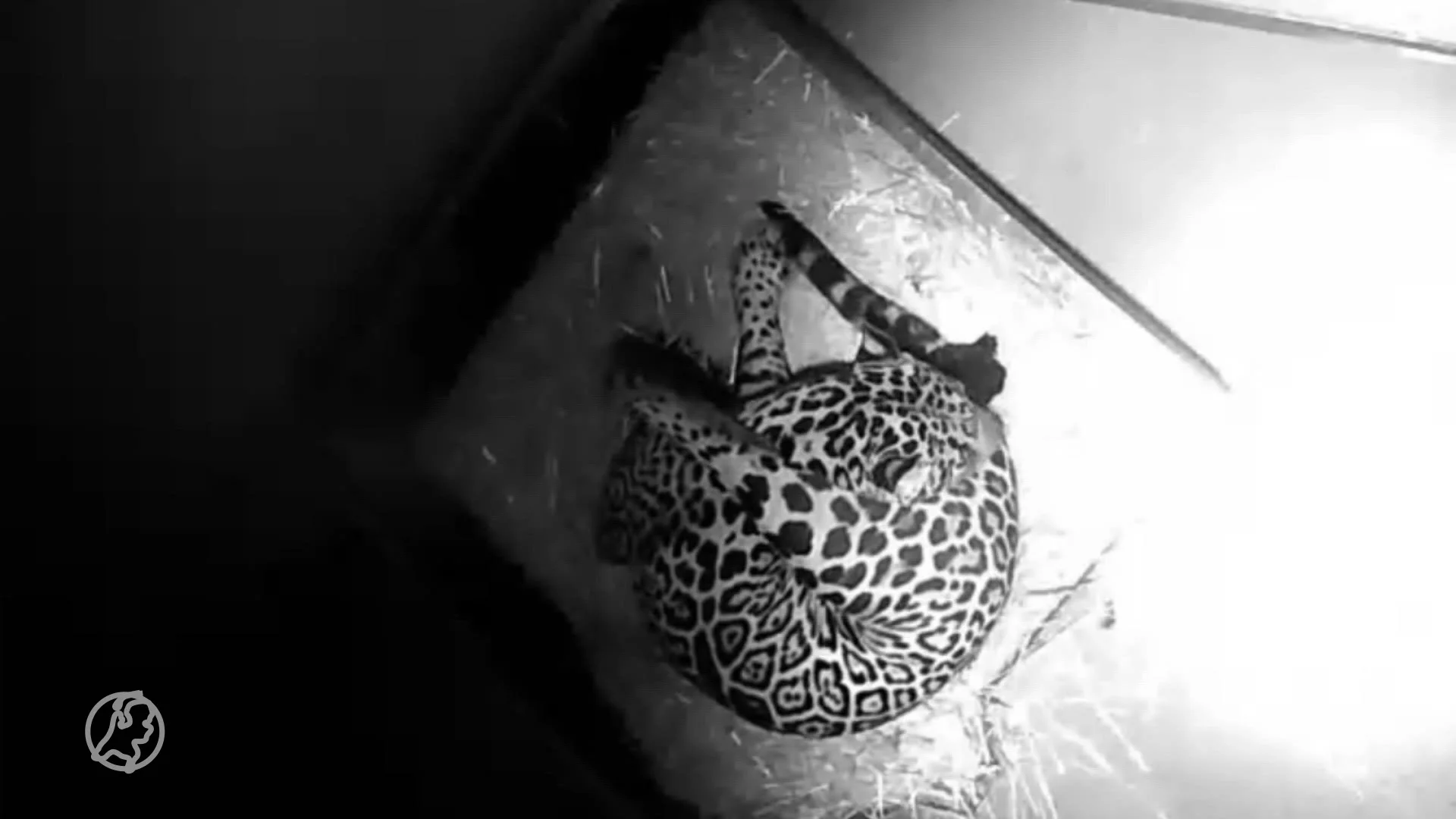 Bijzondere beelden: zwart jaguarwelpje geboren in ARTIS