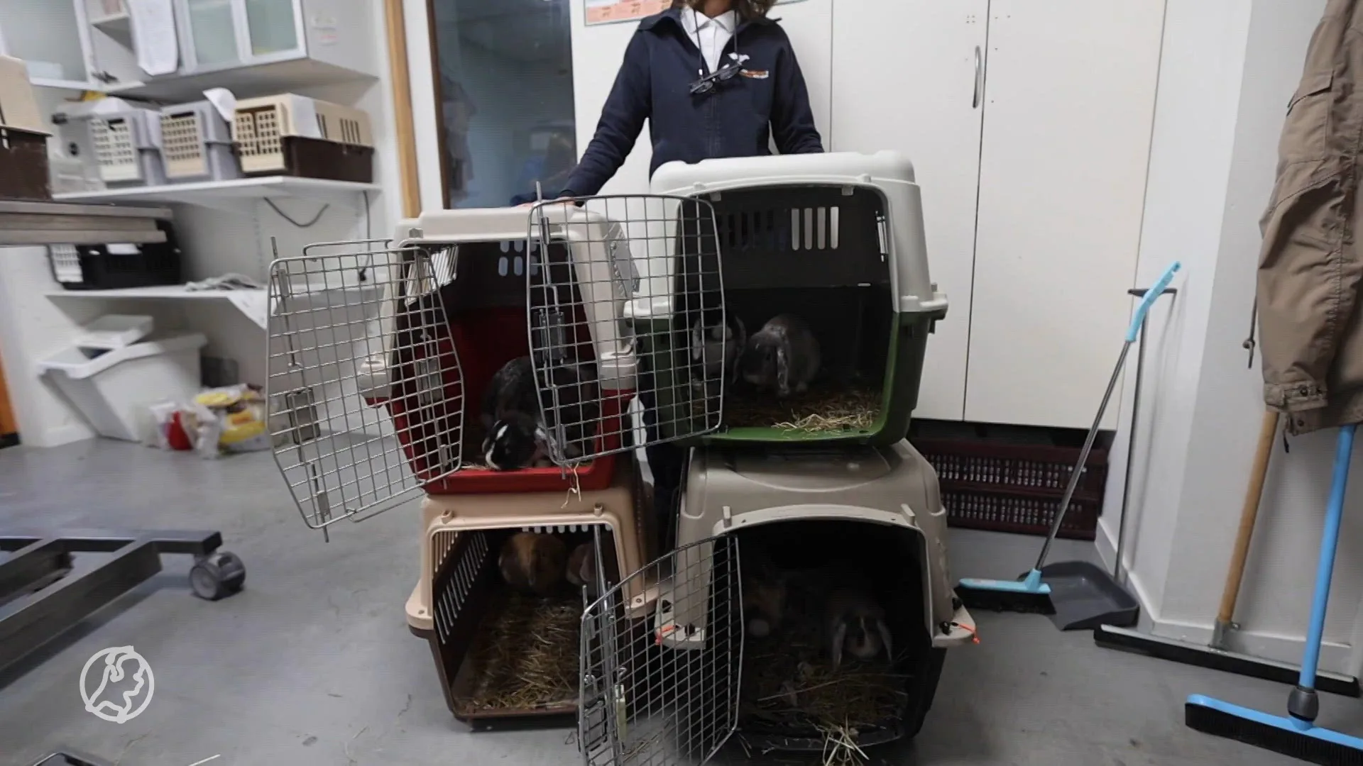 Alweer raak: acht konijnen gedumpt in Den Haag