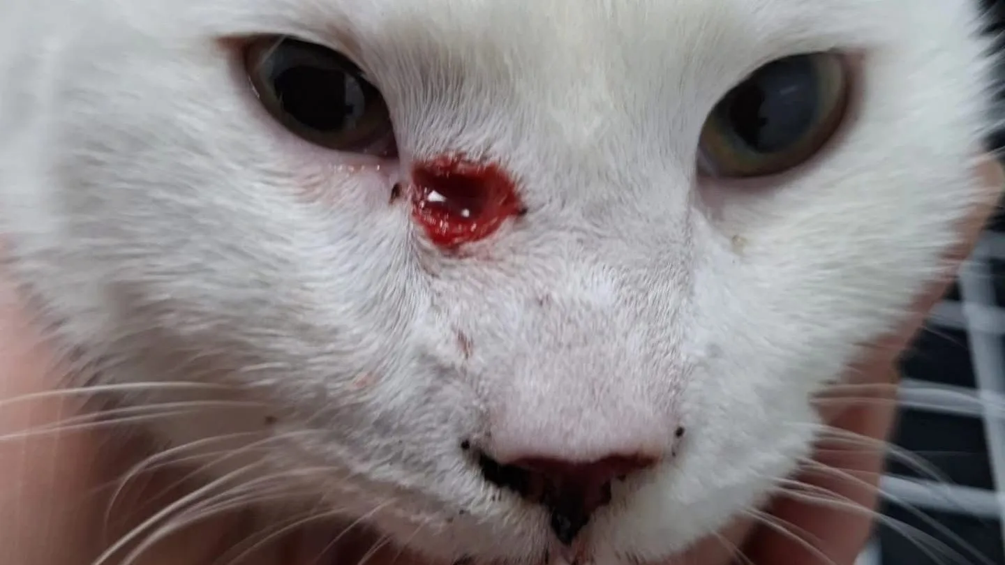 Katten met kruisboog beschoten in Eindhoven, 1 dier net naast oog geraakt