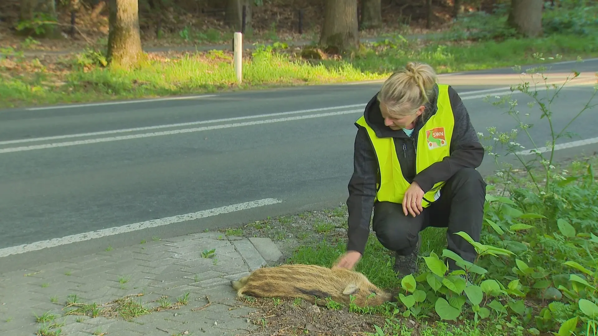 Let op: deze maanden enorm veel aanrijdingen van wild