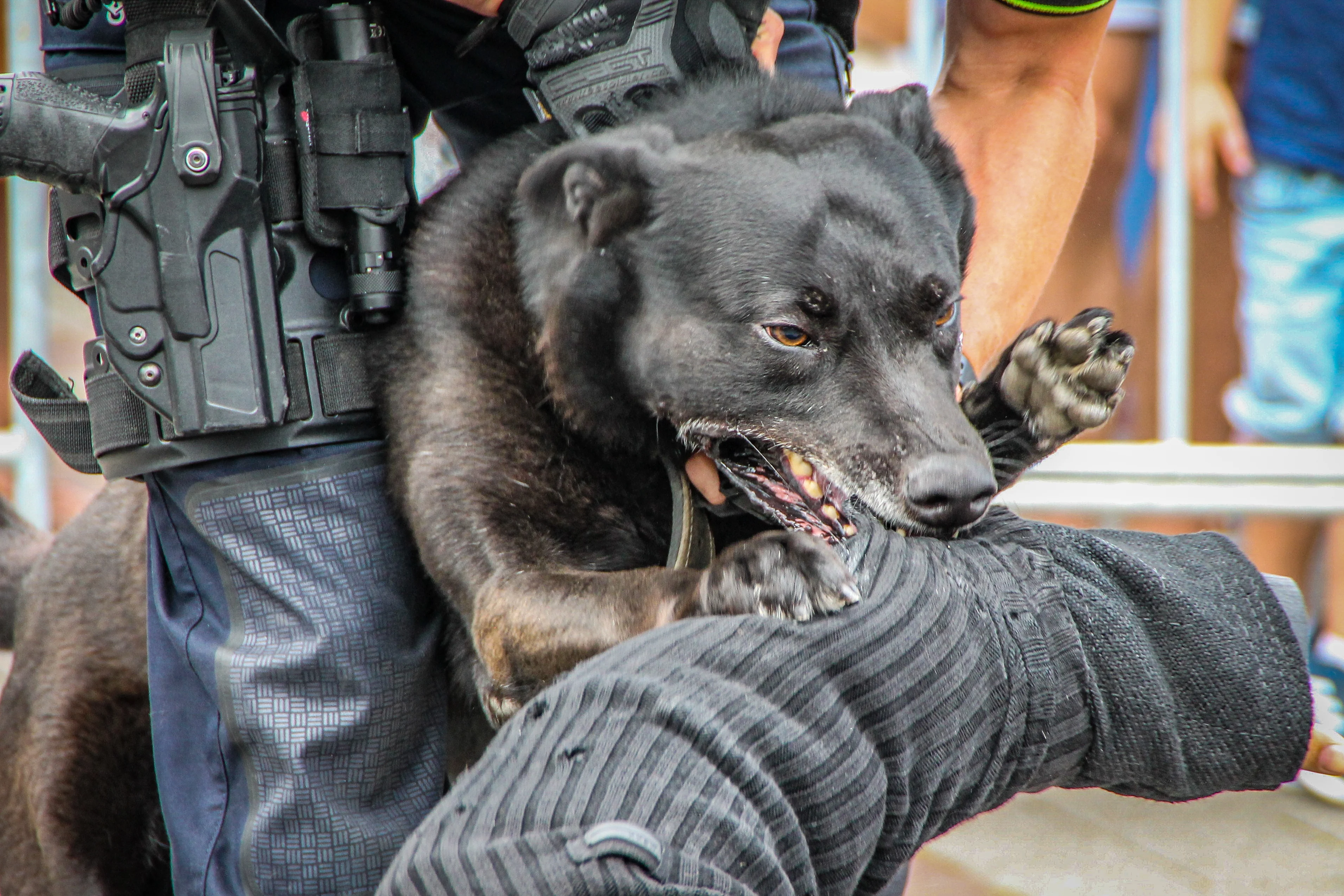 Politiehond neemt inbreker te grazen in Rotterdam