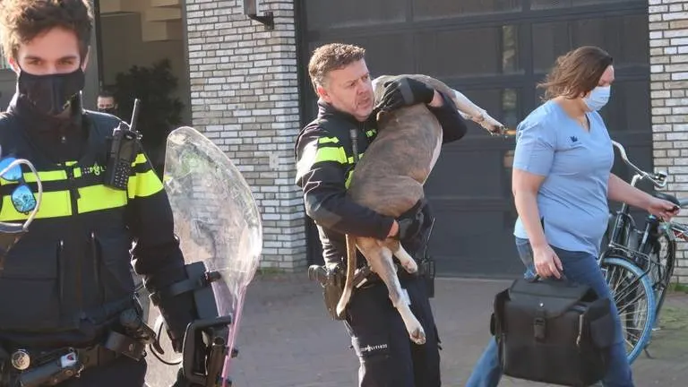 Agressieve hond ingeslapen na bijtincident in flatwoning Breda