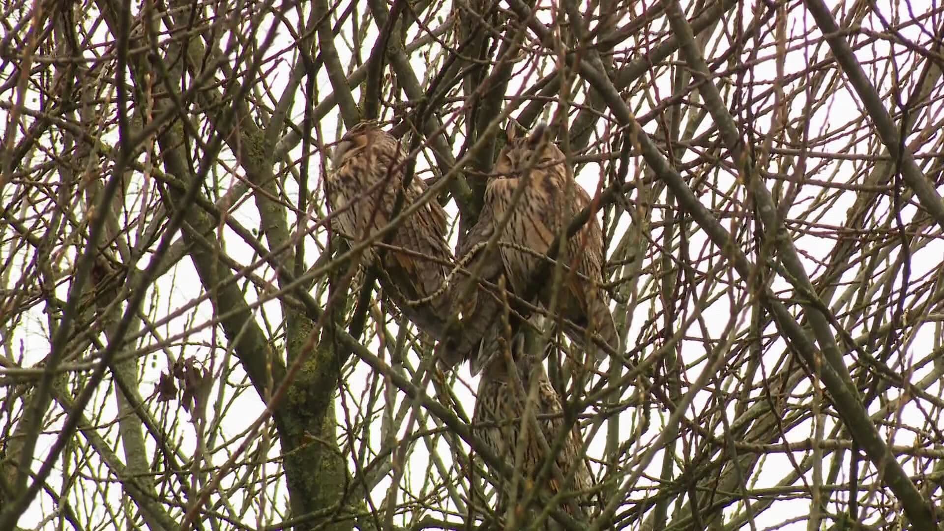 Prachtig gezicht in Wageningen: twintig ransuilen in de boom