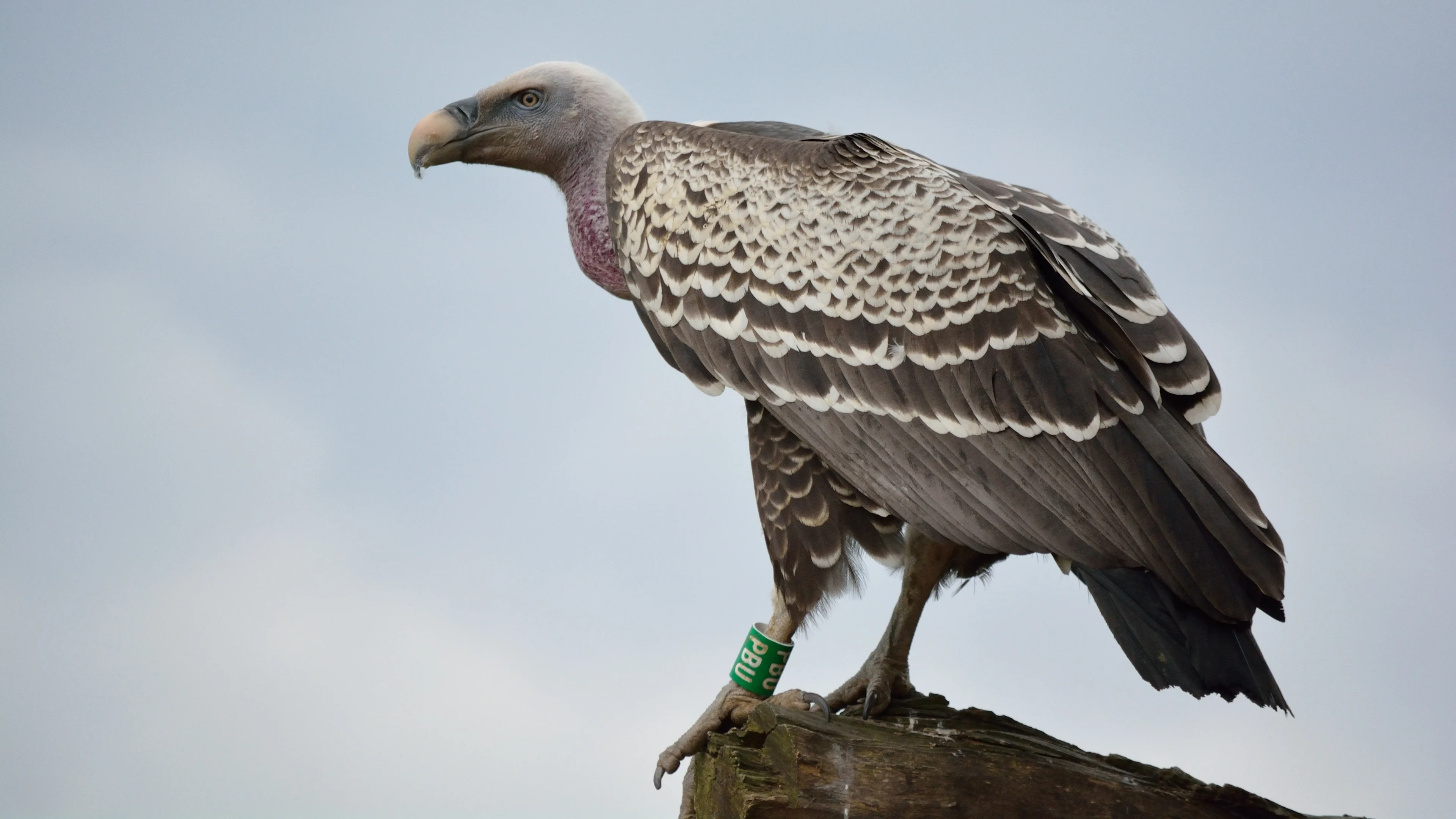 Ontsnapte gier terecht: ze blijkt geëmigreerd naar Duitsland