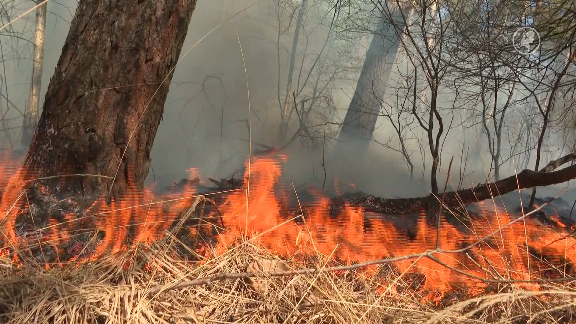 Brandweer grijpt snel in bij brand Meinweg: gebied afgezet