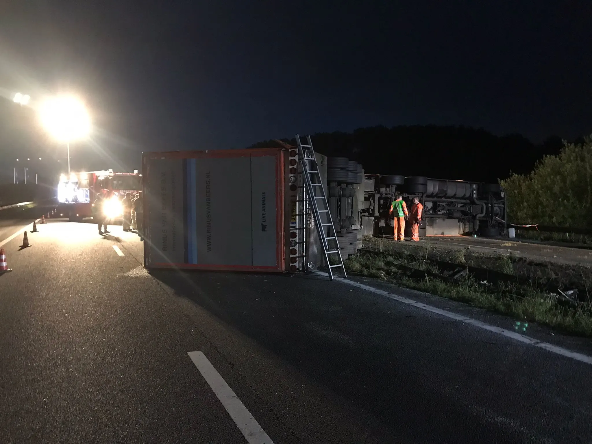 Vrachtwagen met koeien kantelt op A2 bij Grathem, weg dicht