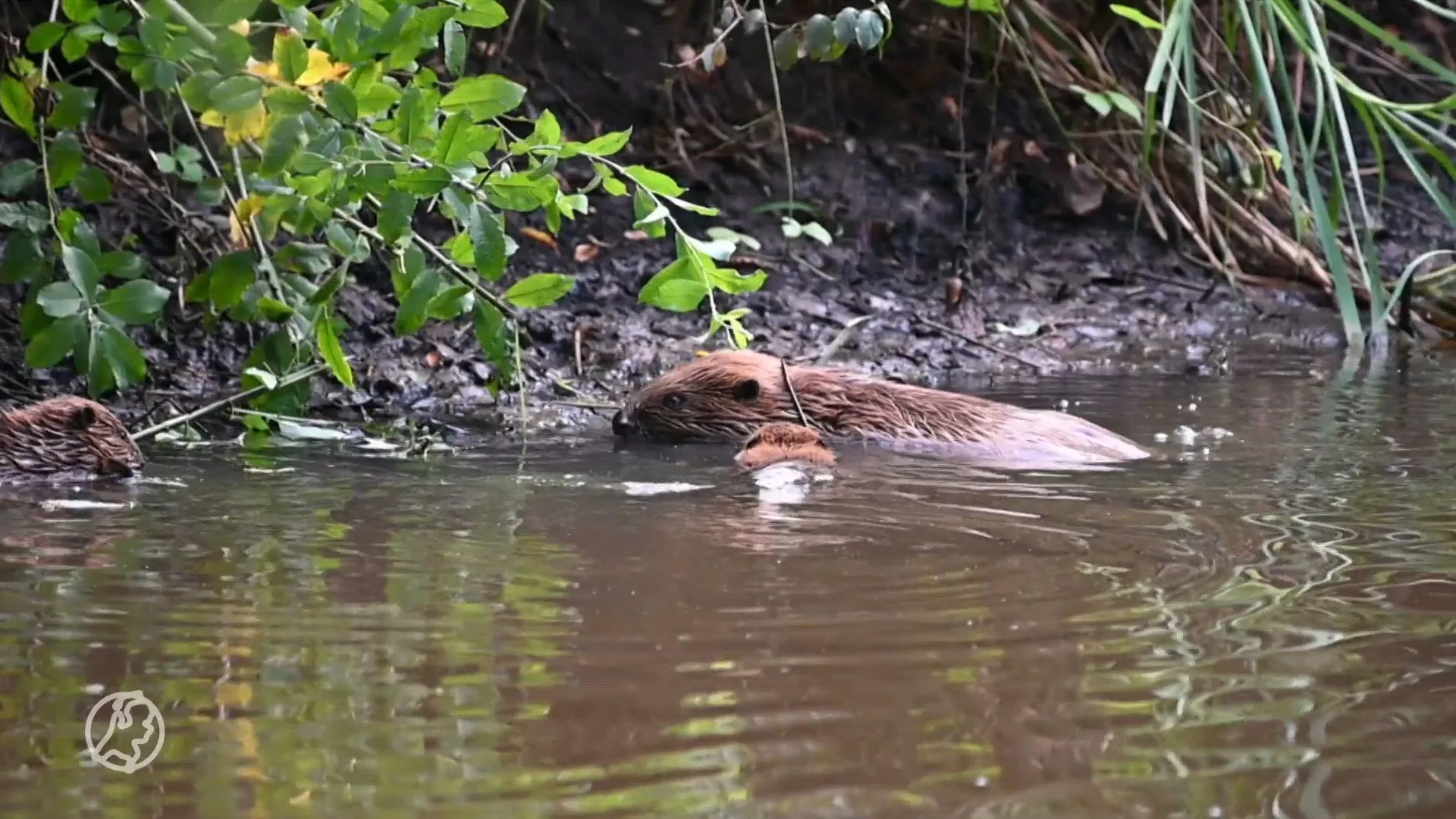 Beverfamilie gespot in het centrum van Oisterwijk