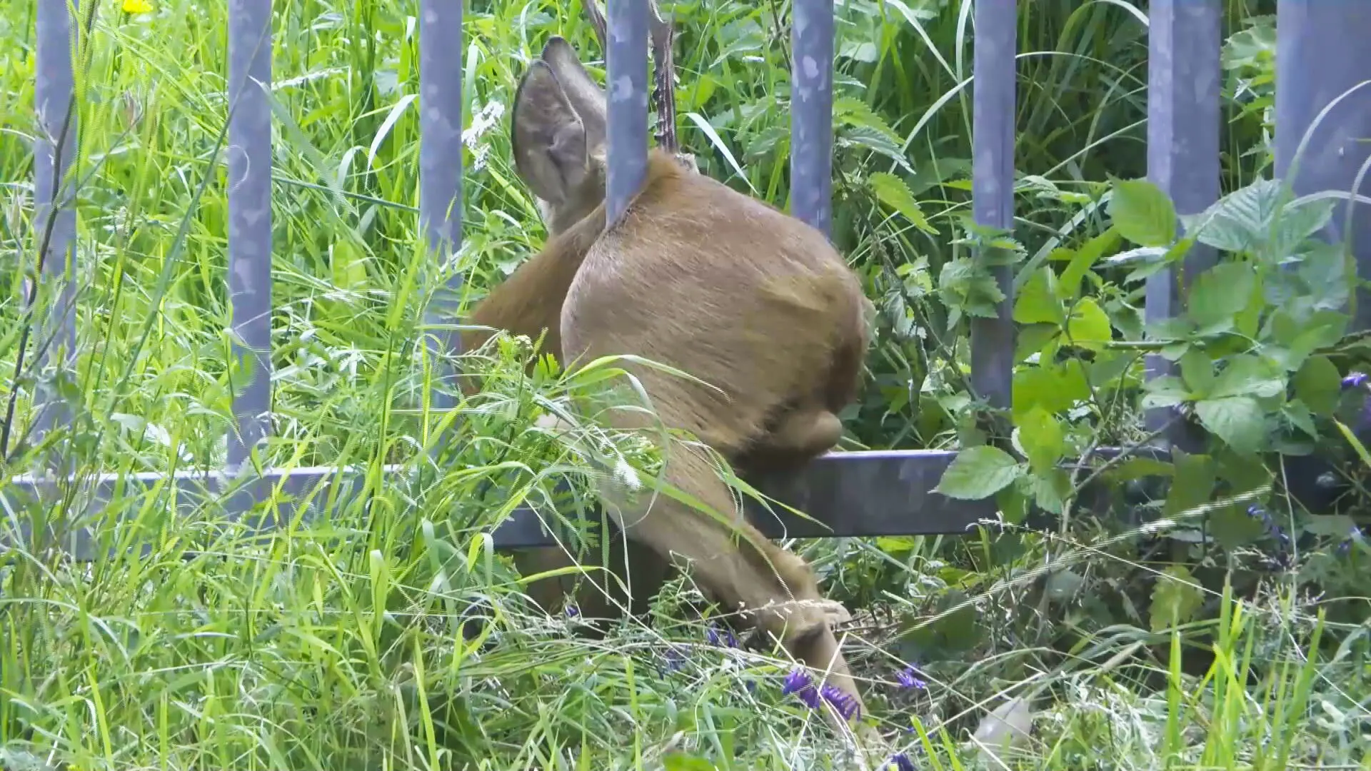 Hertje met 'te dikke billen' moet gered worden door de brandweer