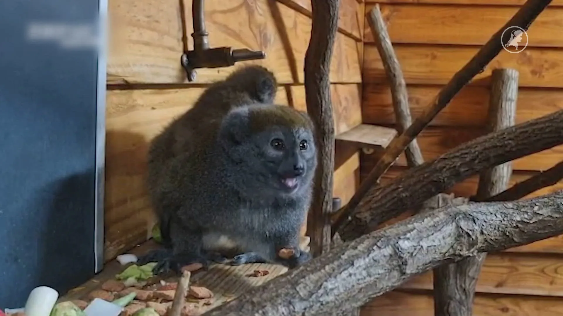 Zeldzame bamboemaki's geboren in ZooParc Overloon