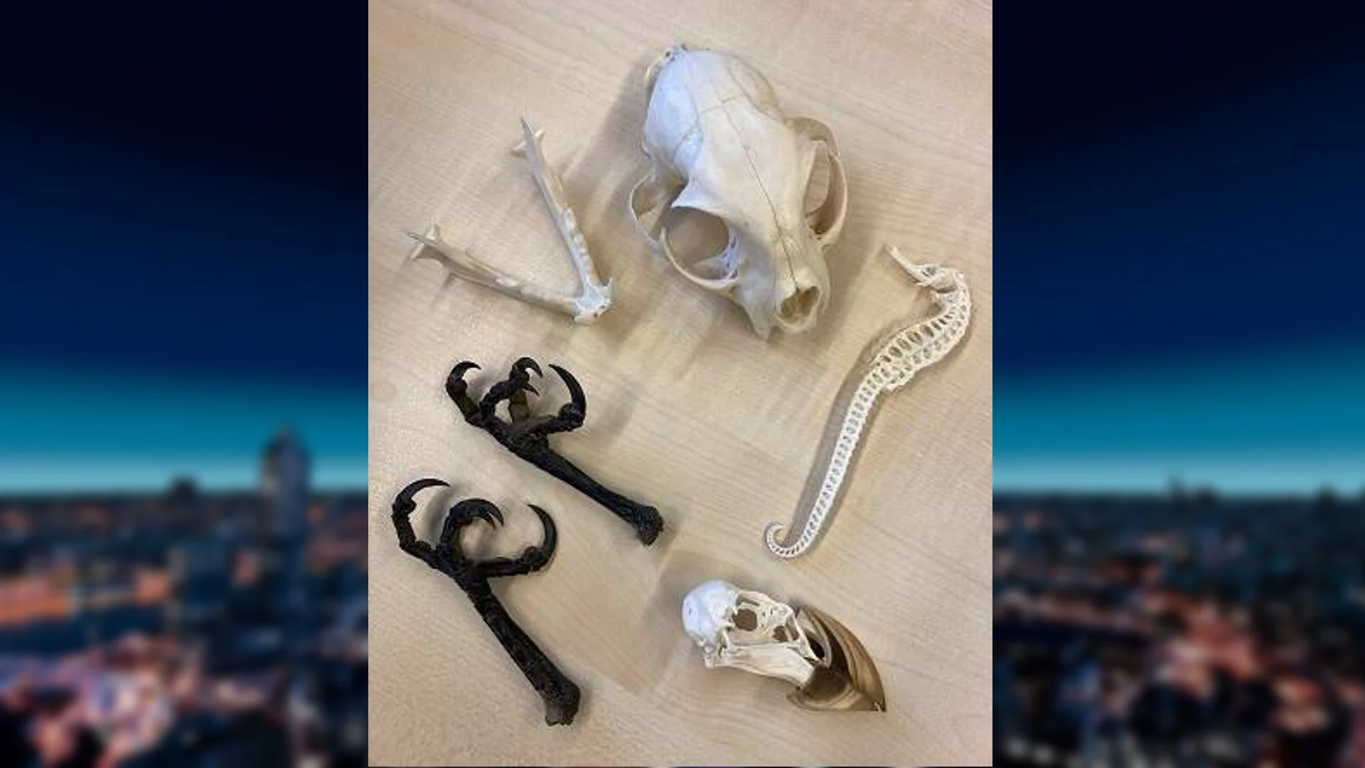 Slangen, slakken en krokodillenleer: tientallen exotische dieren en producten in beslag genomen