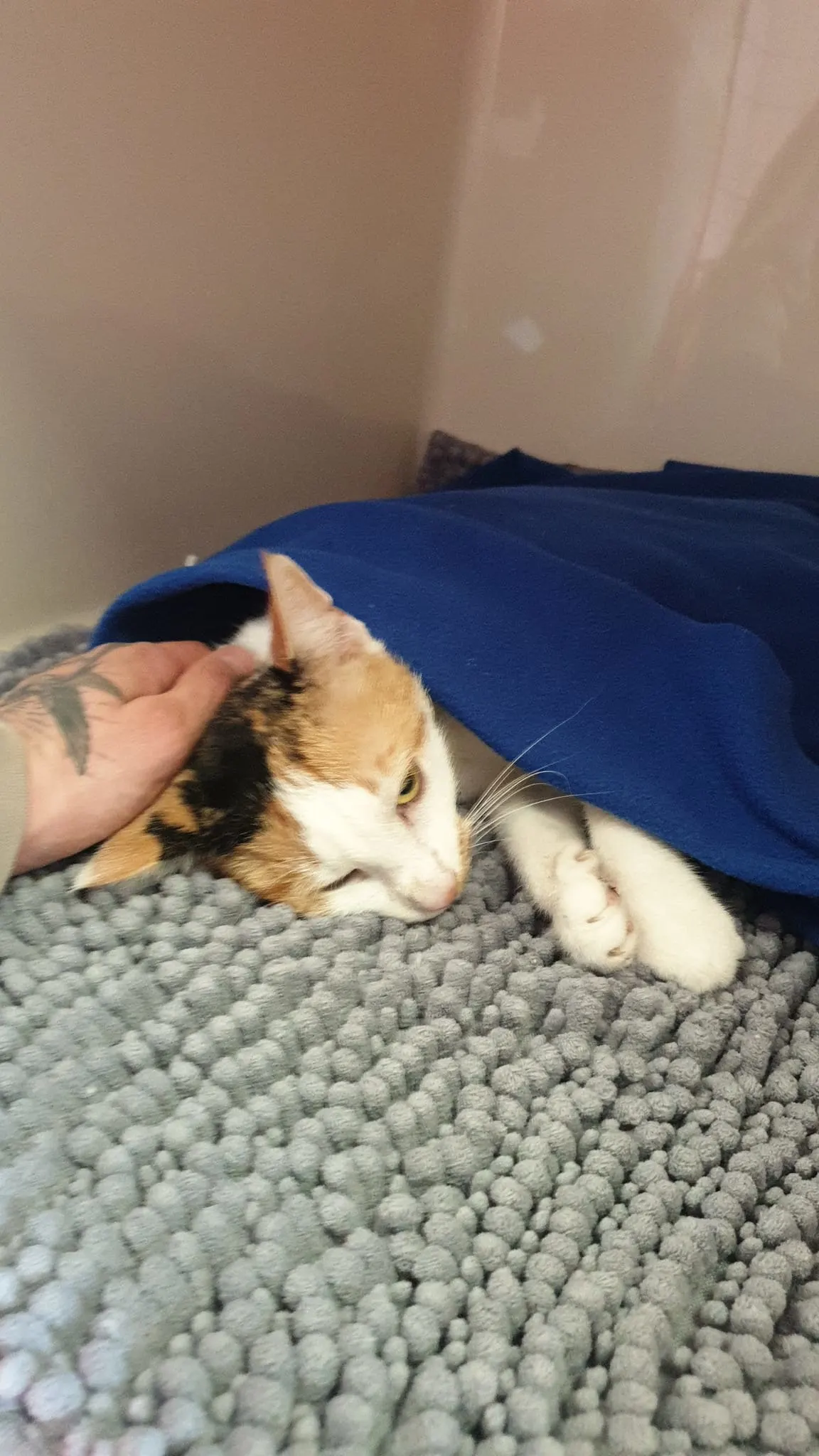 Poes zwaar mishandeld met stok in anus: 'Ze is eigenlijk vermoord'