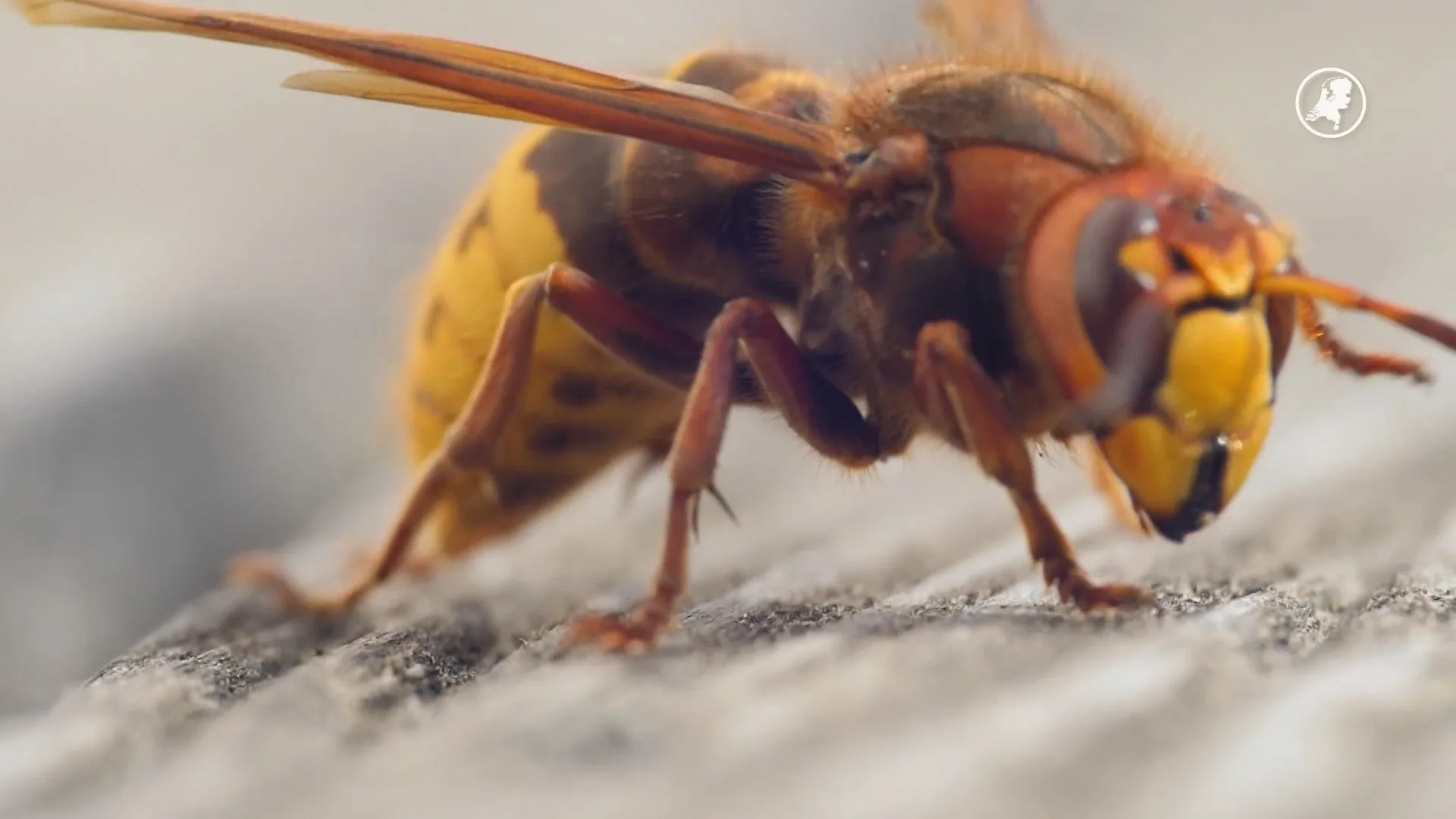 Doodslaan van wespen in Duitsland kan je duur komen te staan