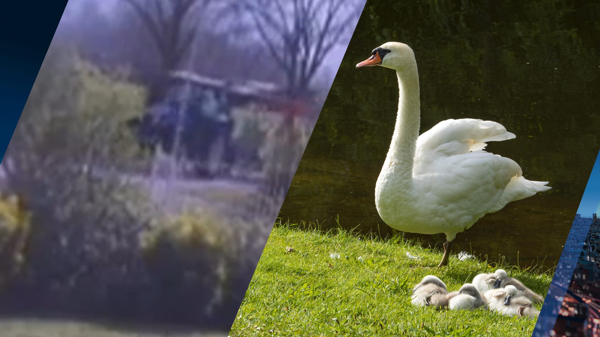 Dierenorganisatie doet aangifte tegen bestuurder van trekker die zwaan doodreed