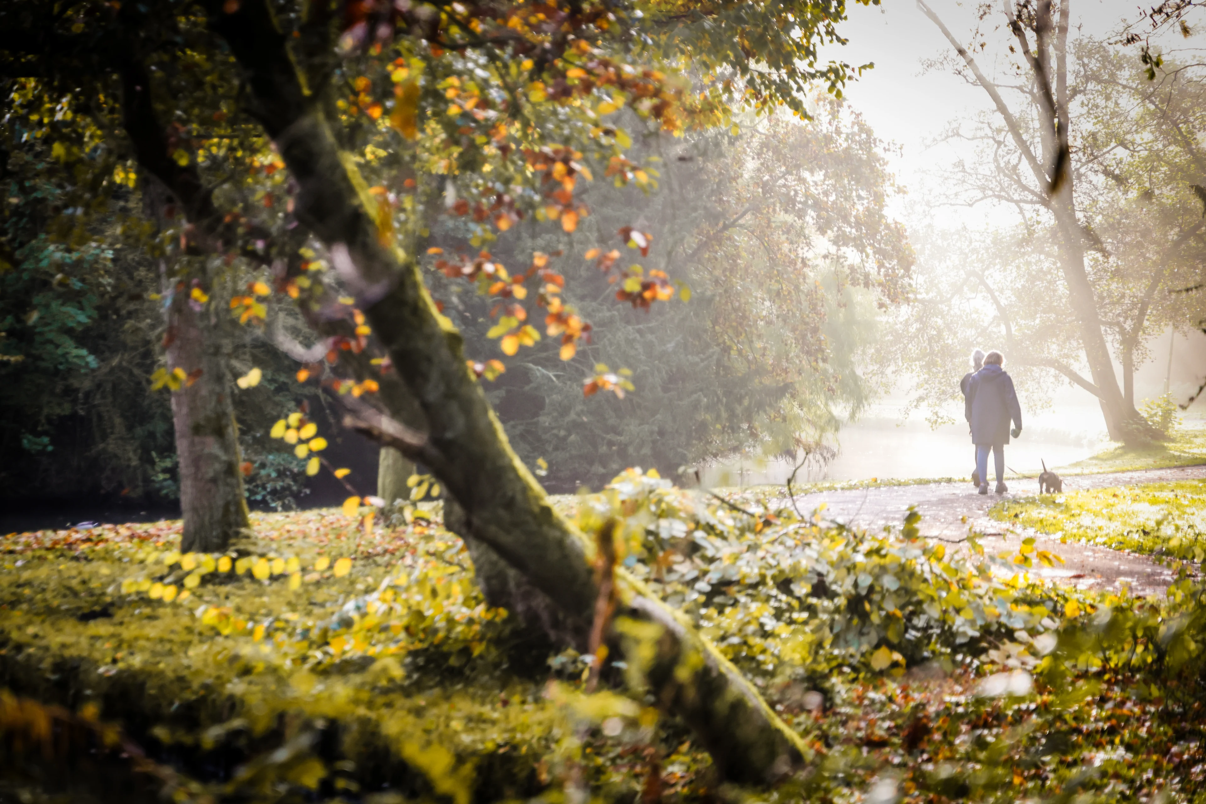 Koude en mistige start van de week, maar zon breekt later door