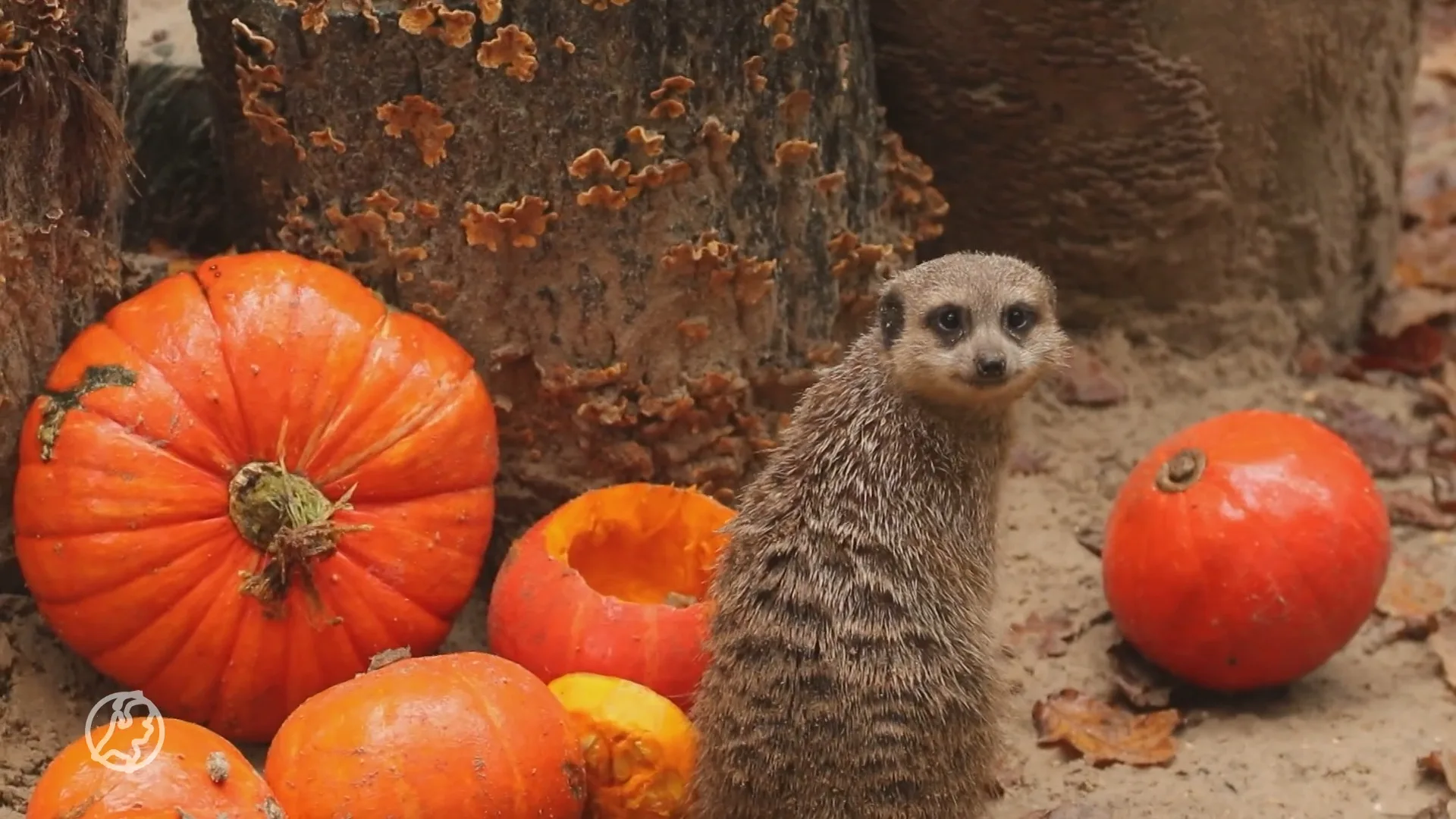 ZIEN: Stokstaartjes krijgen Halloween-verrassing