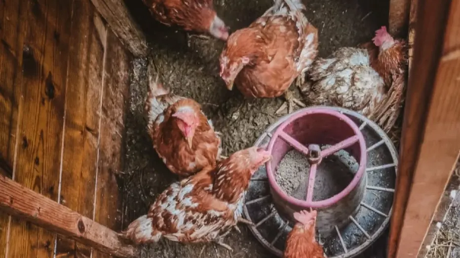 Dierenpolitie redt twintig kippen uit piepklein hok in Soest