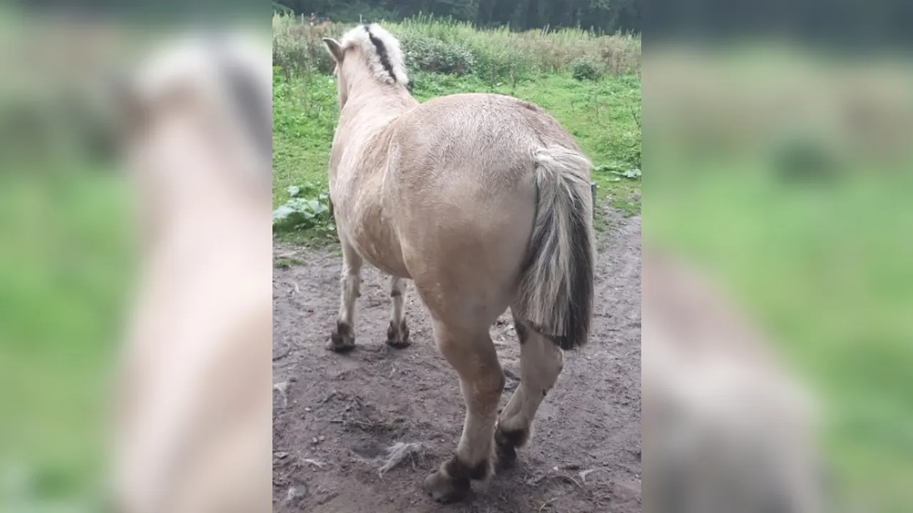 Onverlaten kortwieken staart en manen van paard in Goirle