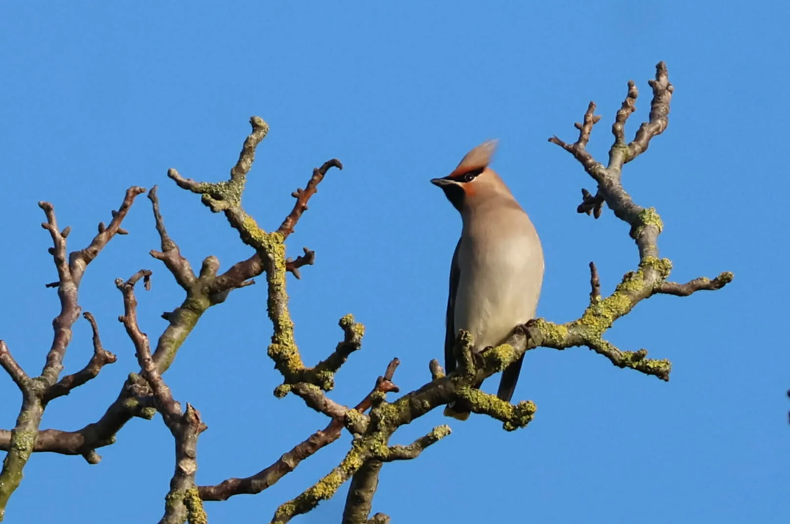 Iedereen loopt uit voor de pestvogel (en ja, zo heet hij echt)