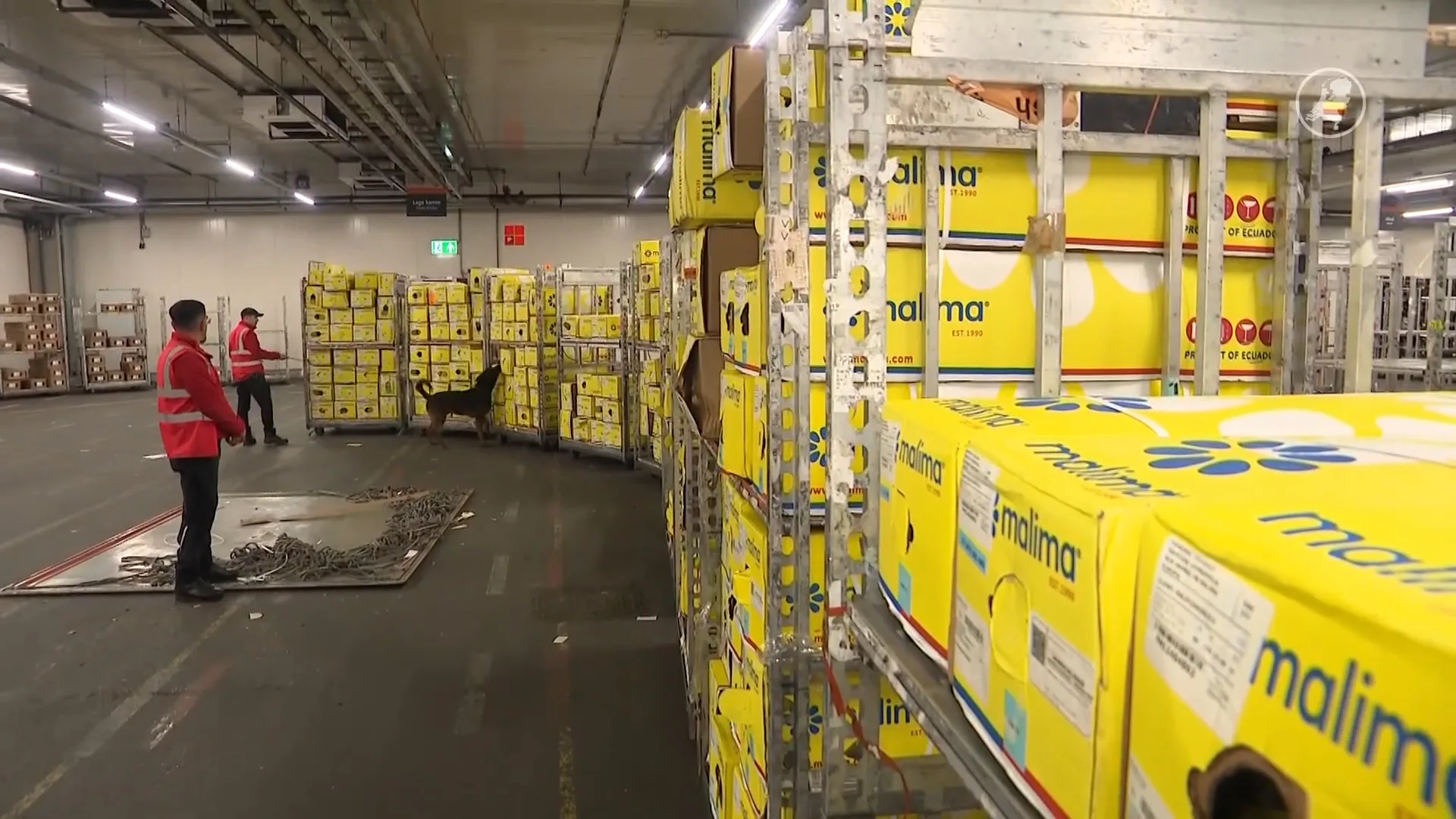 Criminaliteit in sierteelt groot probleem, zo wordt het tegengegaan