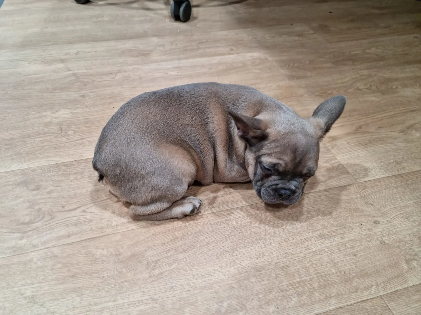 Politie neemt twee puppy's met vermoedelijk vals paspoort in beslag in Bergen op Zoom