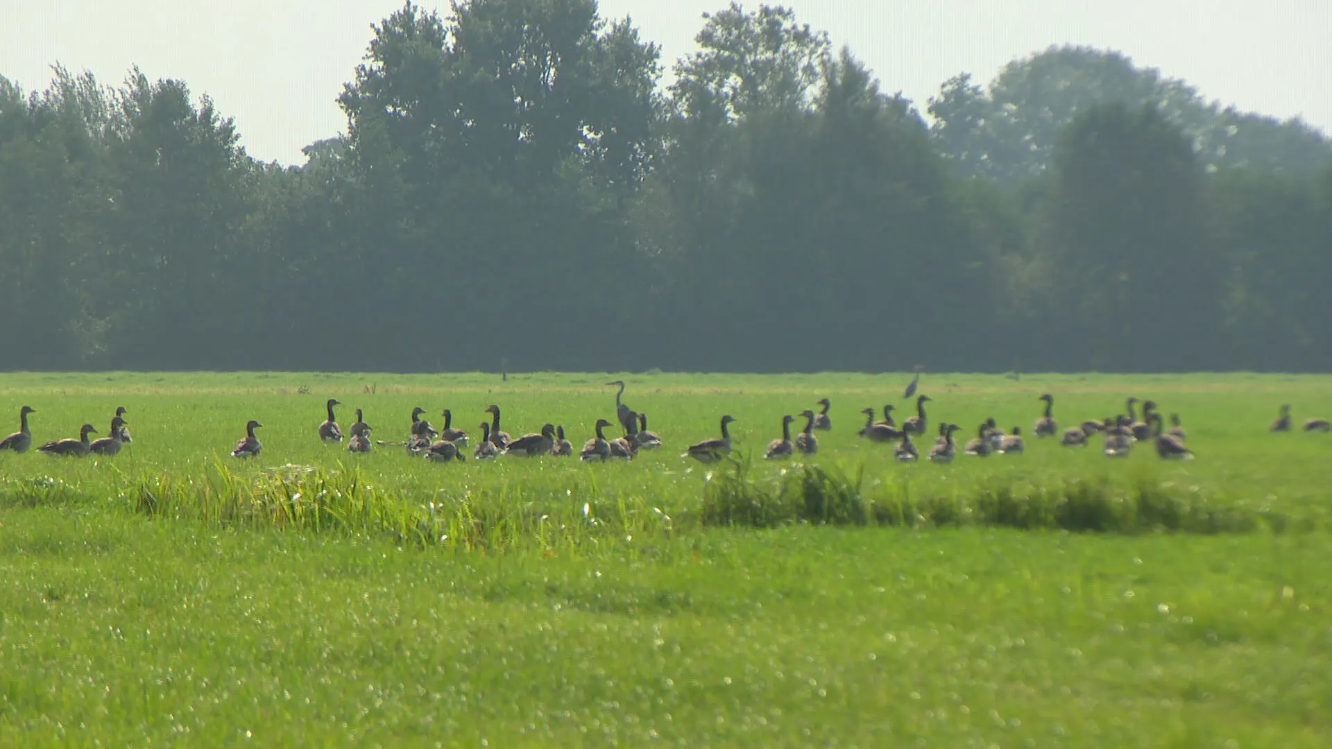 Duizenden ganzen zorgen voor overlast bij Veluwse boeren: 'Geen vogel die hier thuis hoort'