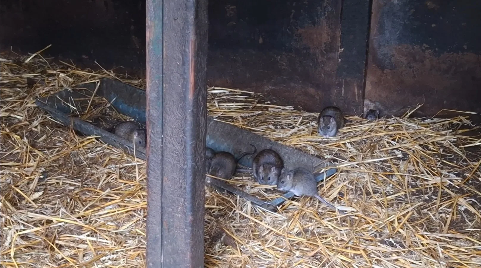 Tientallen dieren bevrijd uit huis met rattenplaag in Limburg