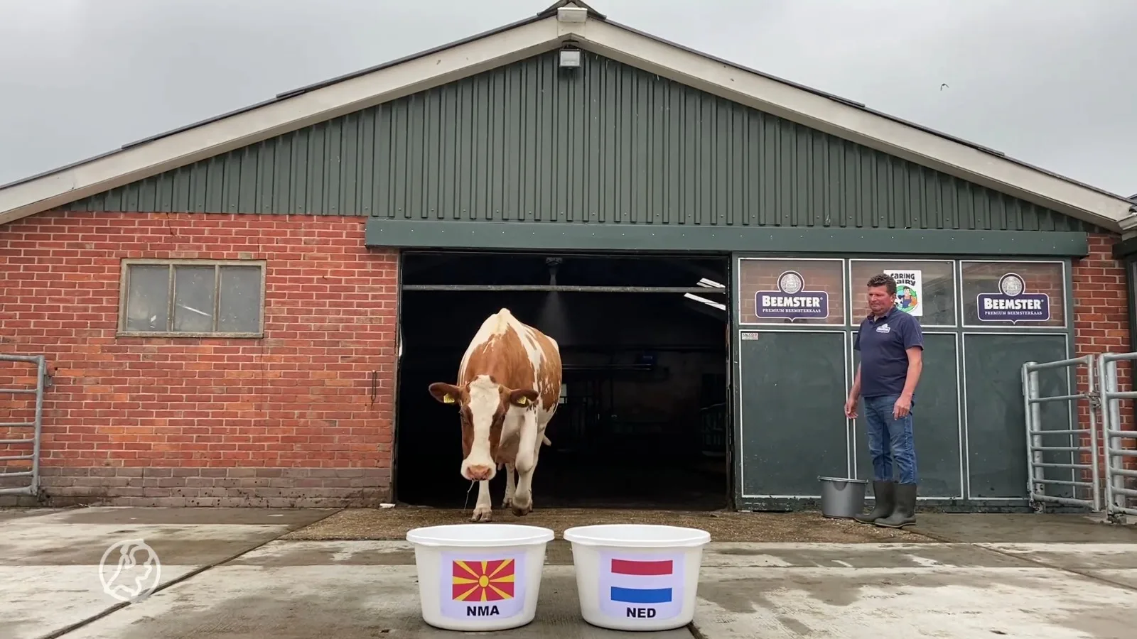 Waarheid als een koe: Sijtje voorspelt winnaar Noord-Macedonië - Nederland