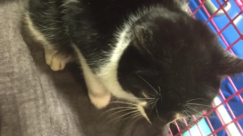 Vermiste kater Ties teruggevonden, maar zonder staart