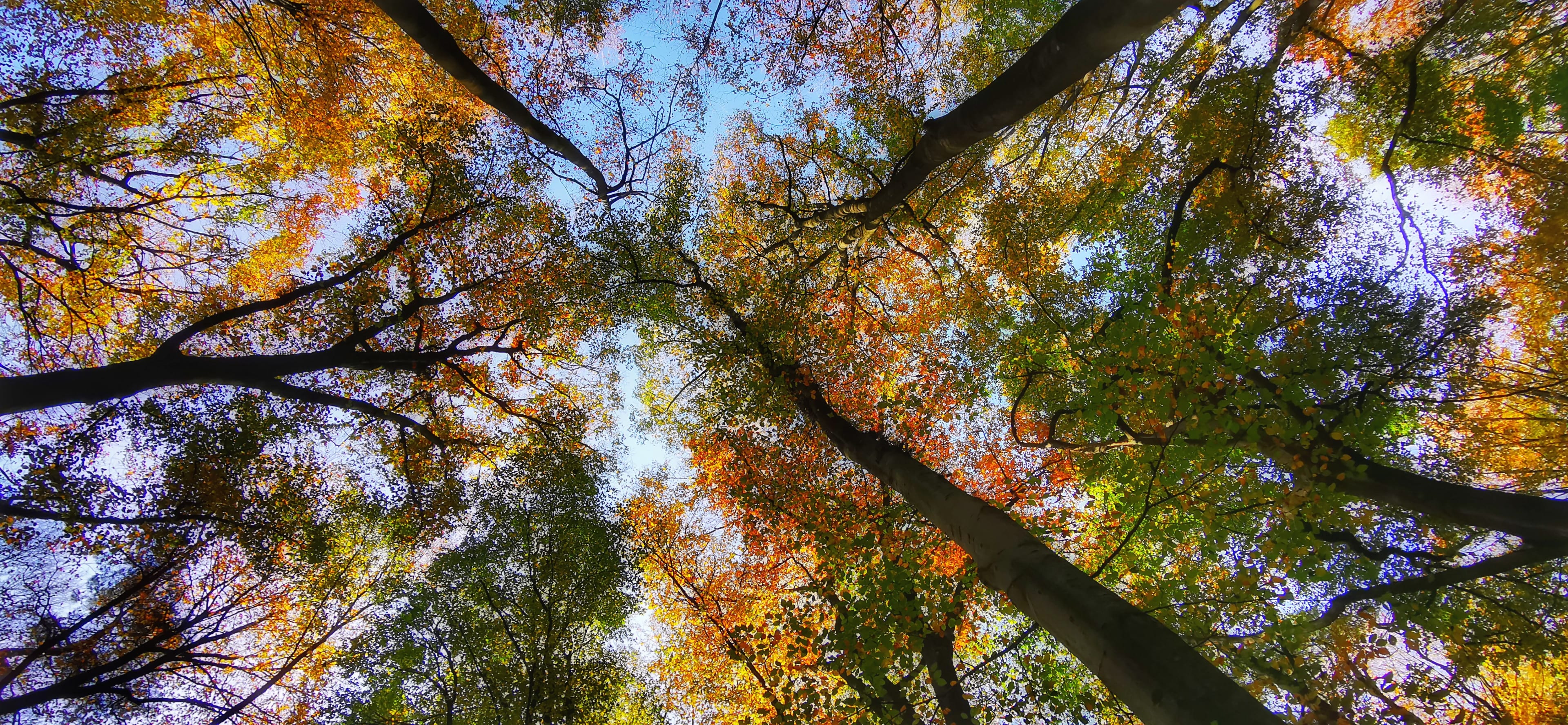 ZIEN: Zo kleurrijk is Nederland nu, dit zijn de mooiste herfstfoto's