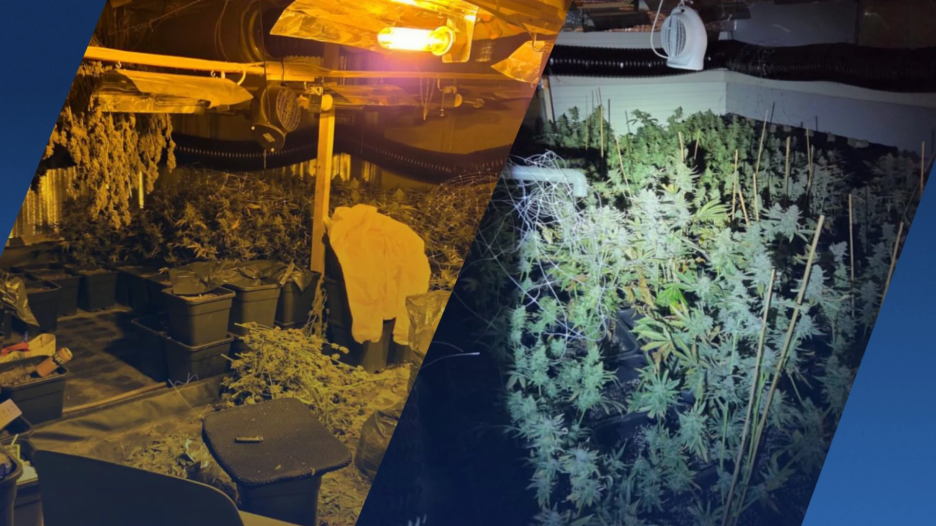 Opvallend: politie ontdekt hennepkwekerij in Rotterdamse pizzeria