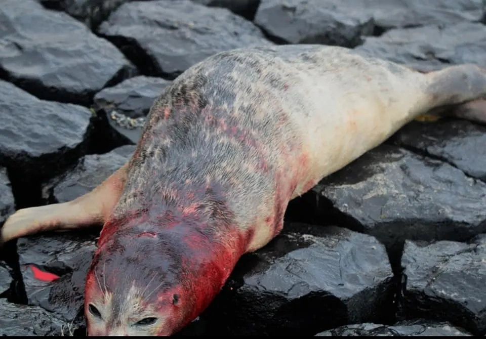 Zeehond doodgebeten door hond op strand van Scheveningen: 'Lijn je hond aan'