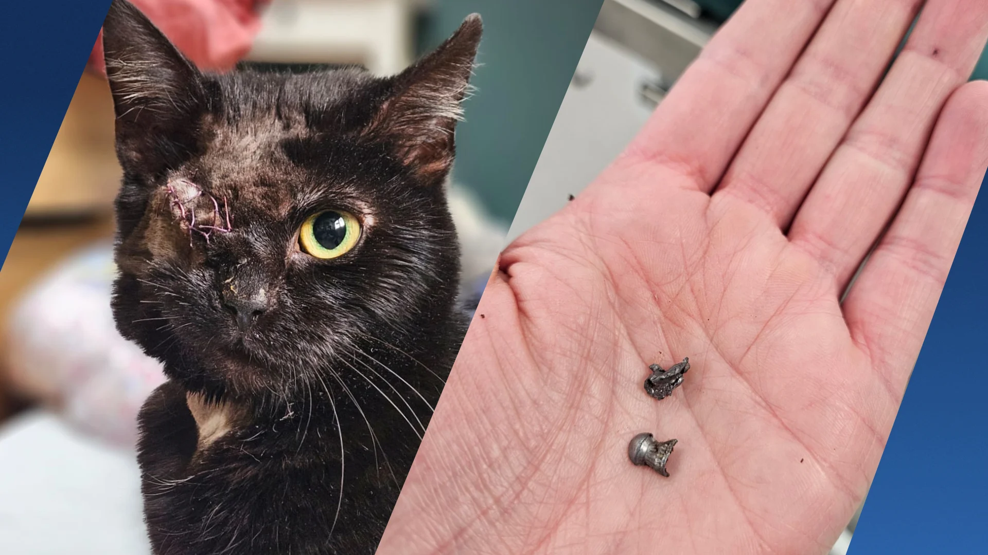 Beschoten poes Bambi verloor oog, maar kan weer spelen: 'Beschikbaar voor adoptie'