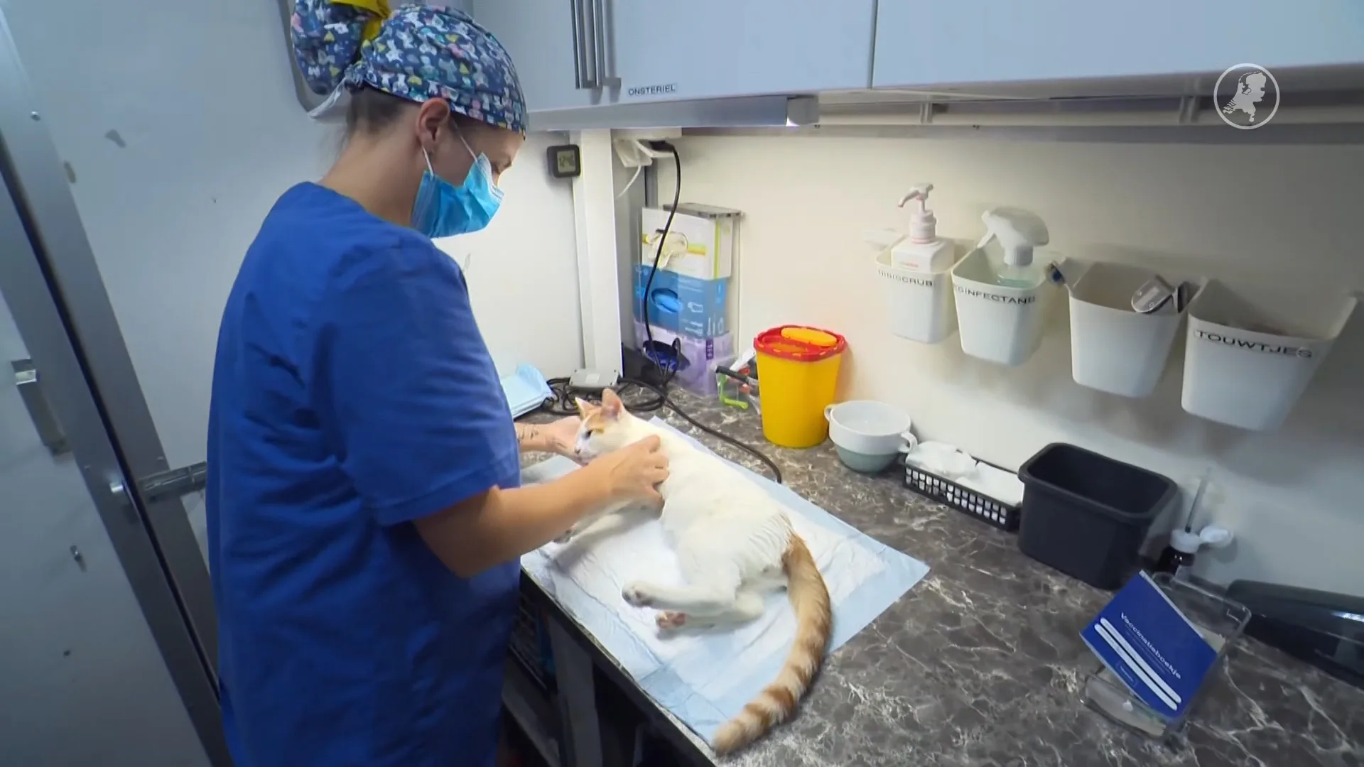 Minima dolblij met gratis kattencastratie in Almere