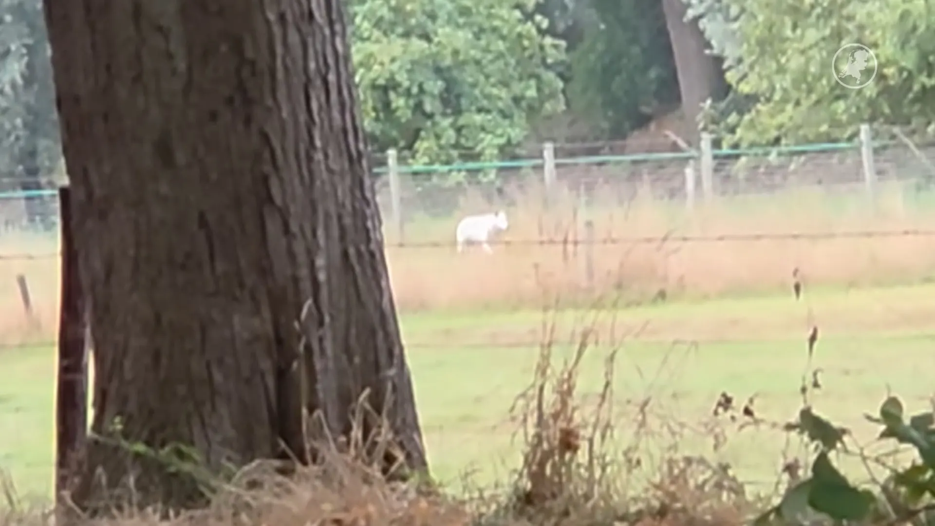 'Wolf' doodgeschoten na ontsnapping van locatie in Tegelen