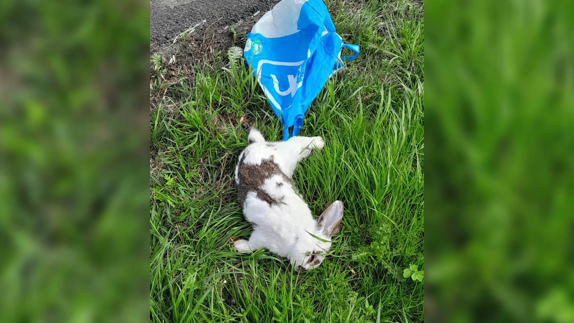 Konijn met plastic zak aan pootje 'uit rijdende auto gegooid'