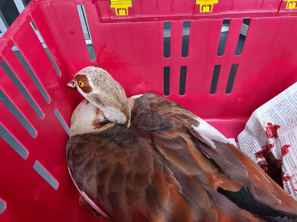 Gevederde inbreker richt ravage aan in woning Zwolle