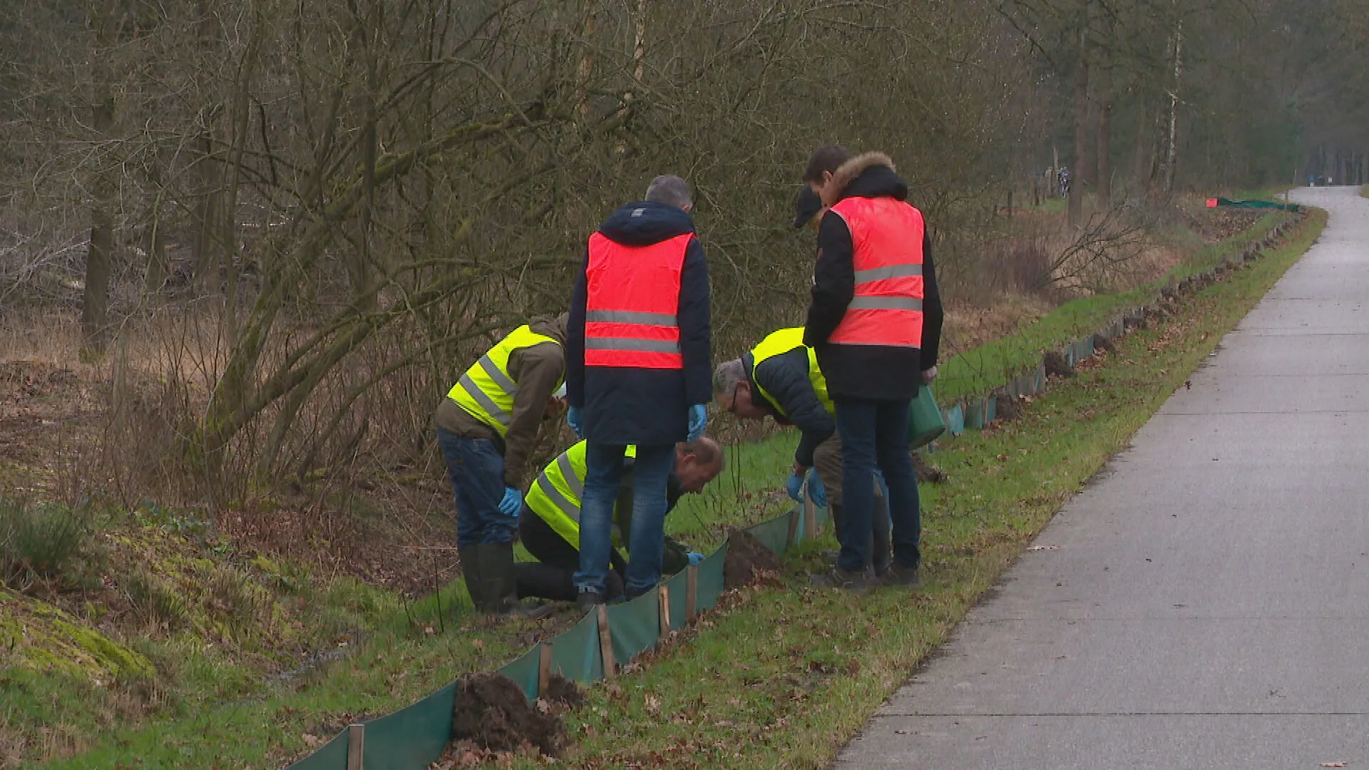 Natuurclub helpt iedere dag kikkers, padden en salamanders naar de overkant, maar pleit voor tunnels