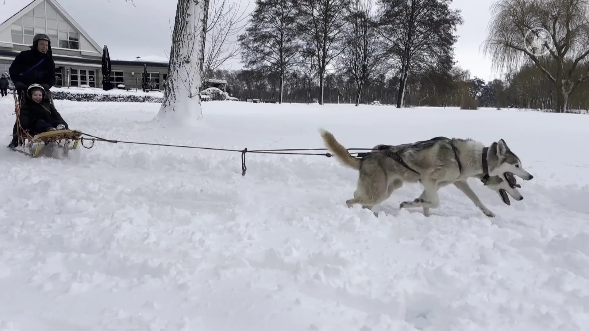 Magische winterpret in Nederland: kinderen sleeën met husky's