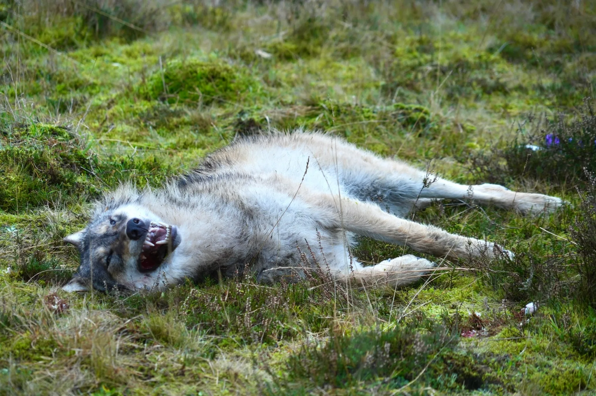 Weer dode wolf gevonden in Drenthe: tweede in twee dagen tijd