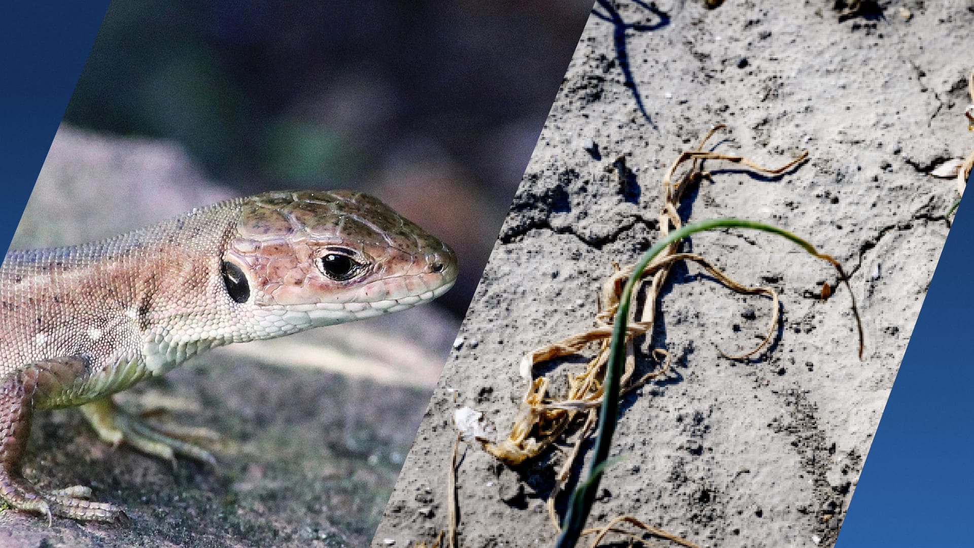 Droogte kan dodelijk zijn voor reptielen: 'Ze komen nooit meer boven'