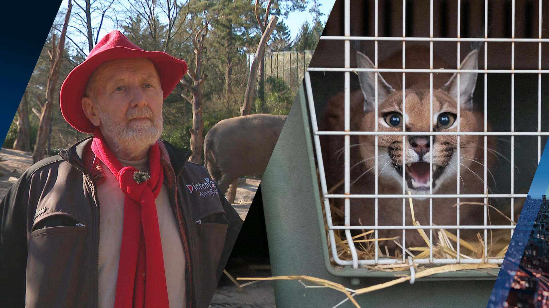 Oekraïense dierentuindieren mogelijk naar Nederland gebracht: 'Of moet je de dieren preventief afschieten?'
