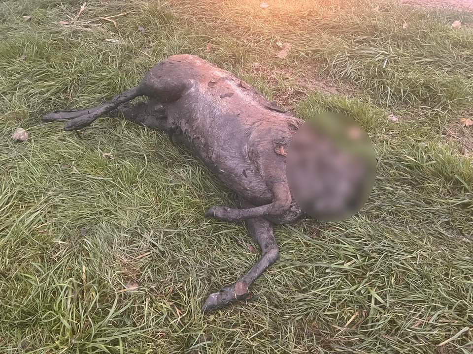 Onthoofd damhert gevonden in Hoeksche Waard: buurtbewoners woedend