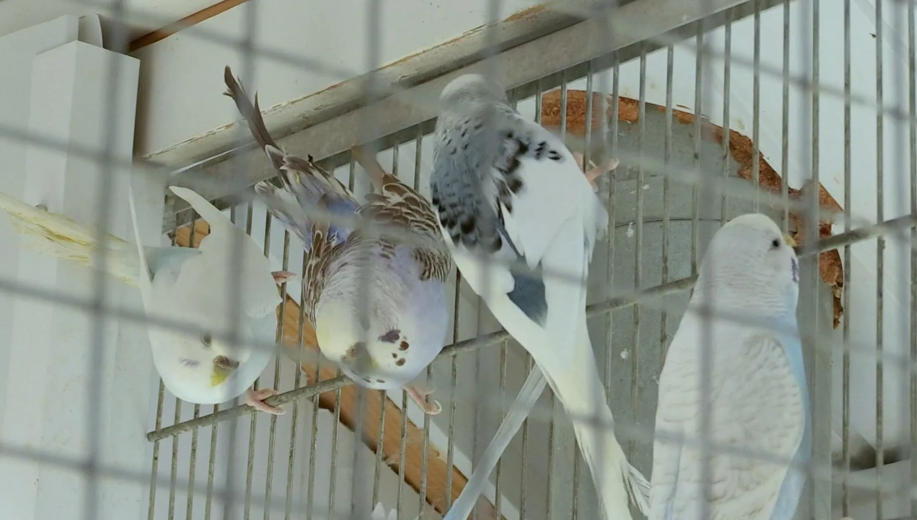 Kijkers Mr. Frank Visser perplex: Arie en Anita houden 150 parkieten op zolder