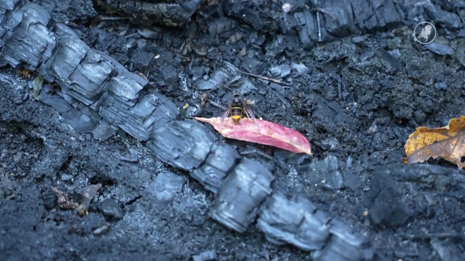 Half miljoen bijen dood door brand in Beatrixpark, politie gaat uit van brandstichting