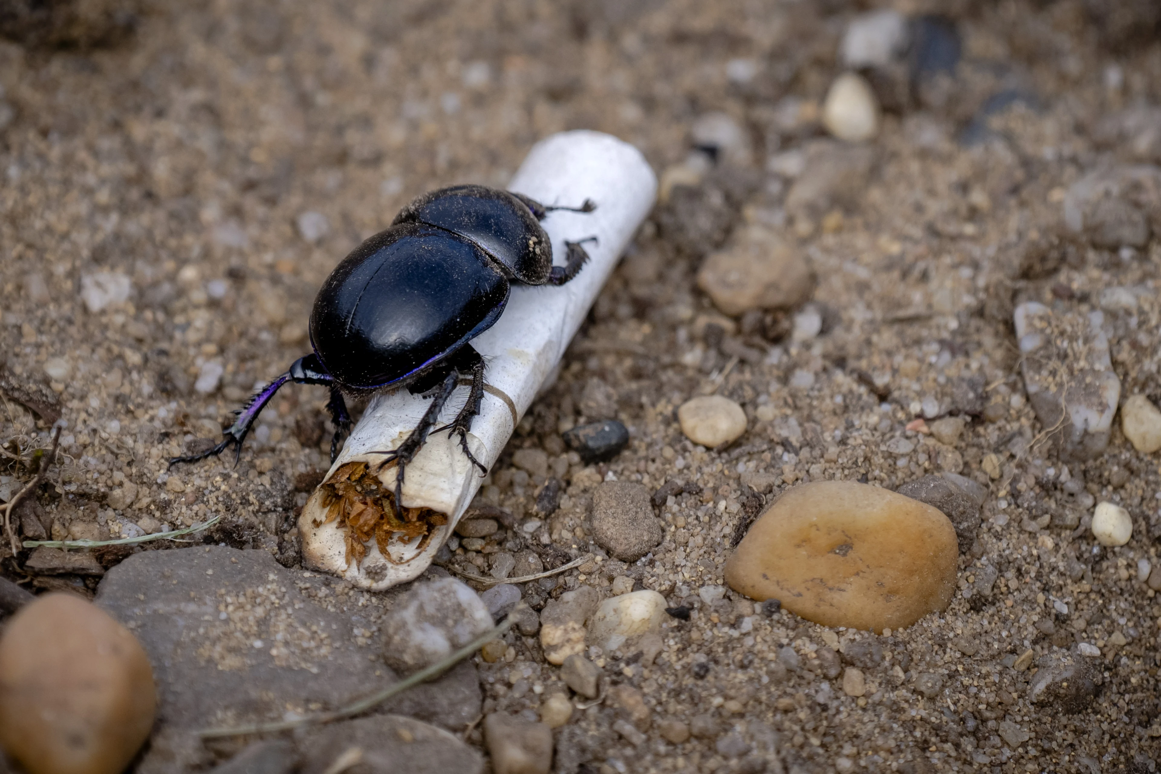 Trimbos waarschuwt: roken niet alleen schadelijk voor gezondheid, maar ook voor milieu