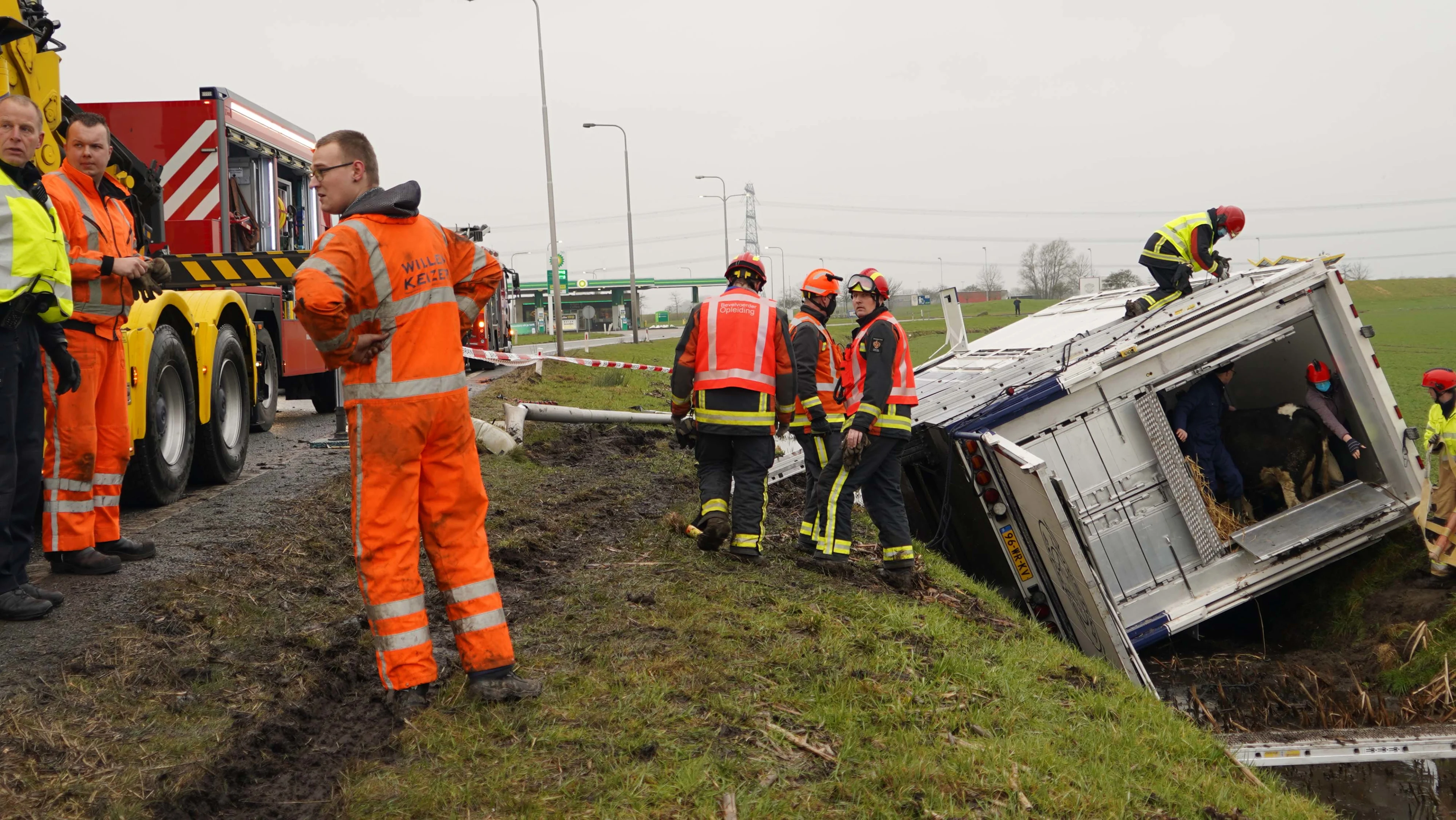 Aanhanger vol koeien belandt in sloot langs A7 bij Scheemda