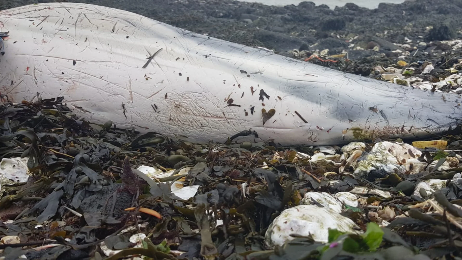 Opnieuw dode 'gewone' dolfijn gevonden in Zeeland: tweede dit weekend
