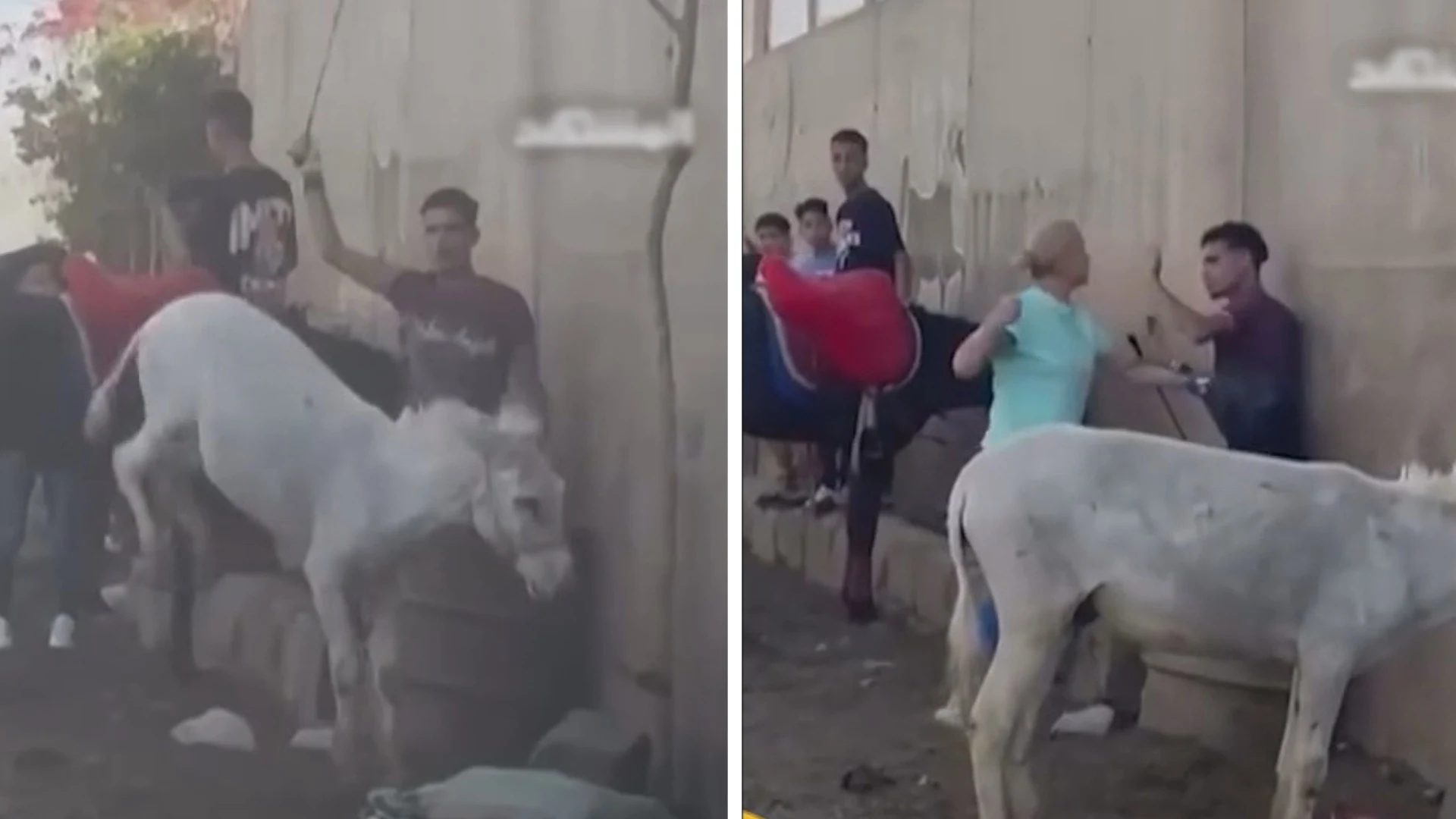 Nederlandse vrouw grijpt in bij mishandeling ezel in Egypte, riskeert celstraf