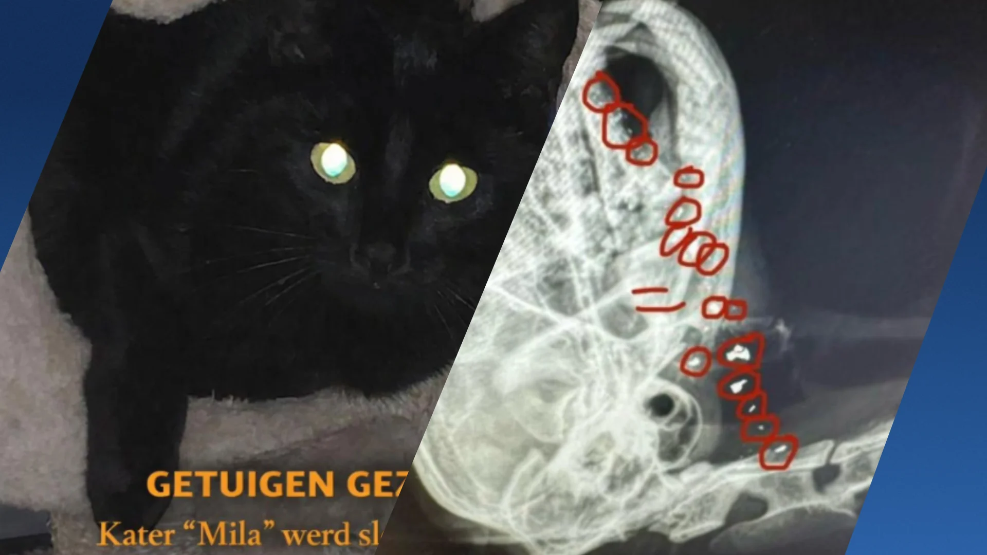 Kater van dichtbij doodgeschoten: 'Dit is gewoon moord met voorbedachten rade'