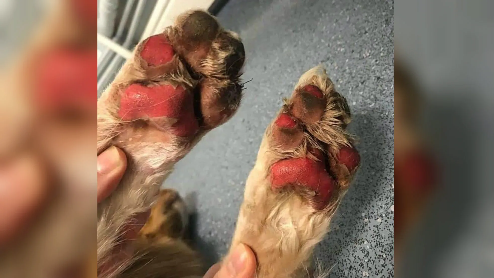 Politie waarschuwt hondeneigenaren voor heet asfalt: 'Dit is het resultaat'